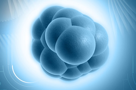 Digital illustration of a stem cell