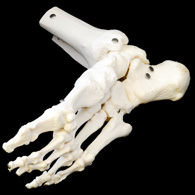 A 3D model of the foot's skeletal structure, as seen from the bottom